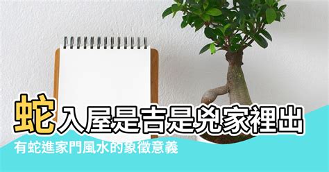 家裡有蛇風水|【蛇風水】蛇風水大公開！進家預兆、家居佈局與象徵全解析